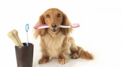 Ako čistiť zuby psa doma: krok za krokom odporúčania